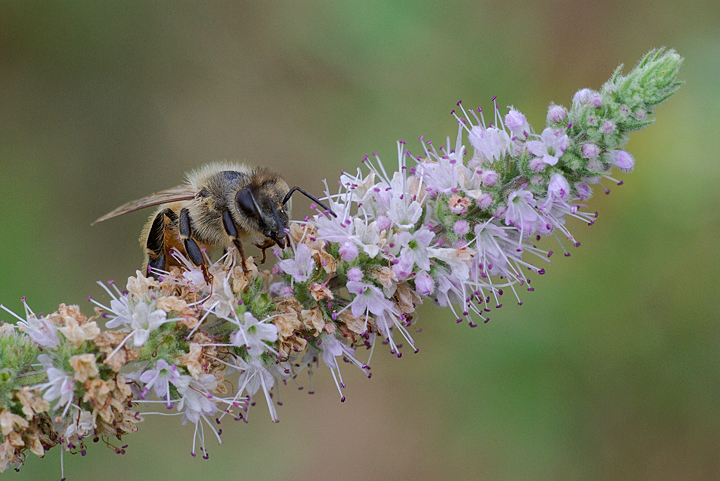 Apis mellifera